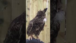 Great Horned owl hooting [upl. by Linnet]