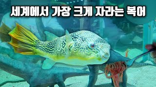 세계에서 가장 크게 자라는 초대형 민물복어를 소개합니다 [upl. by Panayiotis]