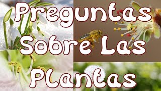 Preguntas Sobre Las Plantas Y Su Partes Información Sobre Las Plantas [upl. by Herby225]