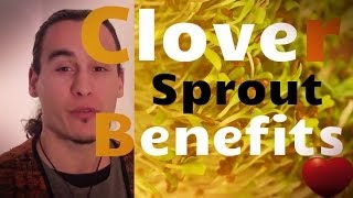 The Therapeutic Benefits of Clover Sprouts [upl. by Klemens]