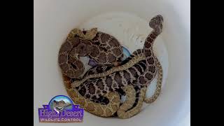 Bucket Full of Rattlesnakes [upl. by Colbye]