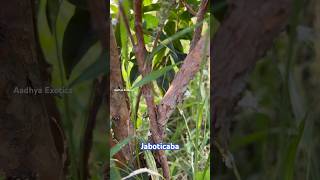 Jaboticaba plant  9290909559 [upl. by Viradis]