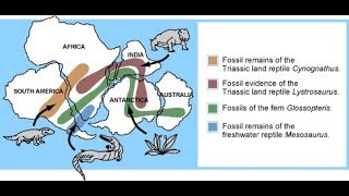 Biogeography [upl. by Dranyar]