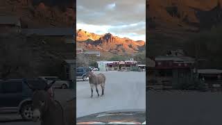 Oatman Historic Rte 66 Oatman AZ 86433 [upl. by Griselda988]