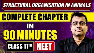 STRUCTURAL ORGANISATION IN ANIMALS in 90 Minutes  Full Chapter Revision  Class 11 NEET [upl. by Ailisec755]