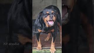 Angry dog barking video rottweiler dogsdogsdogs dog viral rottweiler trending explore [upl. by Carmena]