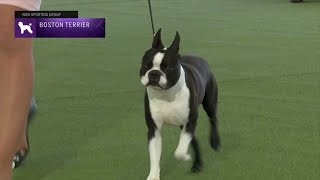 Boston Terriers  Breed Judging 2023 [upl. by Luedtke]