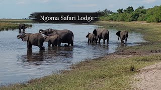 Squacco herons vs Monitor Lizard  Battle  Chobe River  Ngoma Safari Lodge [upl. by Algie]