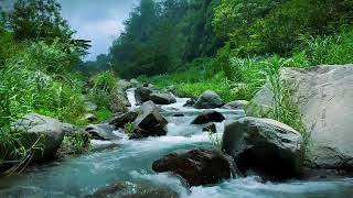 Calming Sound of Mountain River Bird Sound by Babbling Green Stream Natural Sounds for Sleeping [upl. by Bertie520]