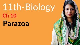 FSc Part 1 Biology Ch 10  Explain Parazoa  11th Class Biology [upl. by Stephani]