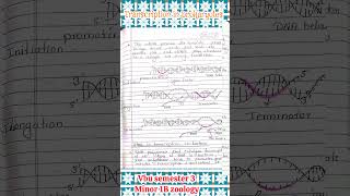 transcription in prokaryotes ch 3 concept of gene expression VBU semester 3 minor 1B zoology shorts [upl. by Aon]