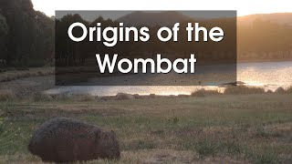 The Fascinating World of Wombats Uncovering the Secrets of Australias Iconic Marsupial [upl. by Mayworm572]