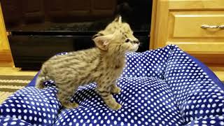 African Serval kittens 4 weeks old [upl. by Anse]