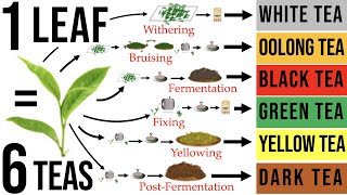 Tea Processing Explained in Full How Raw Tea Leaves are Transformed into the 6 Major Tea Types [upl. by Jt]