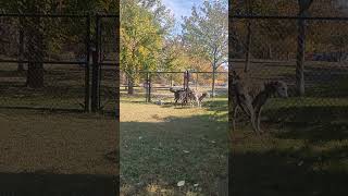 Making Dog Park Friends Galgo and Greyhound furbaby edition in Pittsburgh [upl. by Nimajeb752]