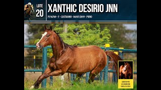 Lote 20  XANTHIC DESIRIO [upl. by Eelram]