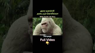 White Gorilla Life Story  talkwithravanan  shorts [upl. by Lalo]