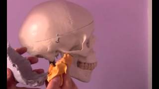 Cranial Bone Motions [upl. by Narine]