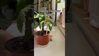 Kiwi Berry Fungus shorts propagation indoorplants houseplants plants plantcare fungus [upl. by Tedric]