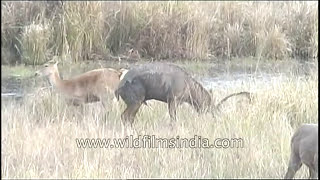 Swamp deer have a mating rendezvous  rare sight of a rare species [upl. by Ellezig]