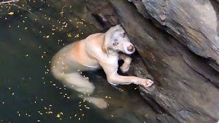 A drowning dogs desperate wish comes true [upl. by Nojid]