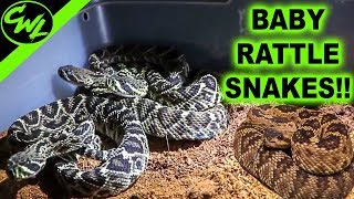 BABY RATTLESNAKES [upl. by Xantha]