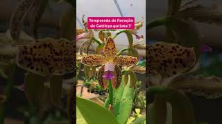 É a época de floração da espécie de orquídea CATTLEYA GUTTATA [upl. by Atsiuqal]