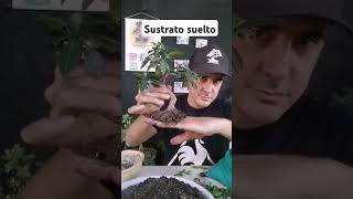 Sustrato suelto para tu BONSAI [upl. by Stefania518]