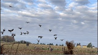 Prince Edward Island Thanksgiving day in Canada goose Hunting October 14th 2019 [upl. by Papst64]