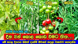 කොළ කොඩ වෙනවට ලේසිම බෙහෙත  kola koda wenawata beheth  kola koda weema  elawalu wagawa sri lanka [upl. by Pritchett6]