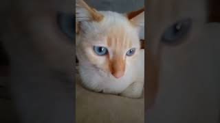 Nos gusta dormir 😪💤viralvideo gatos humor comedia amor [upl. by Dunning405]