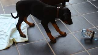 Doberman puppy barking at water bottle [upl. by Notyalc]