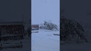 This is the snow storm that ruined our home snow foryou colorado heavy winter beautiful [upl. by Ringe141]