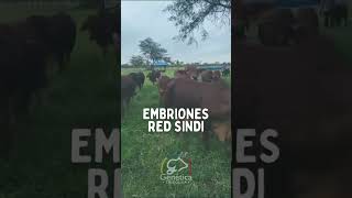 Embriones Red Sindi [upl. by Artemisa]