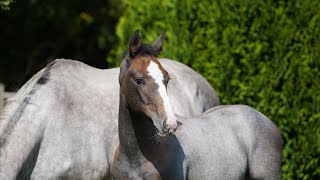 Zirocco Blue x President 2024 Colt [upl. by Akieluz143]