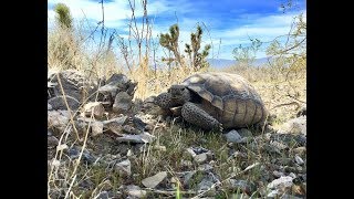 Wild Mojave [upl. by Ayhay725]