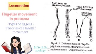 LocomotionFlagellar movement in protozoaTypes of Flagella Theories of Flagellar movt MSc BSc [upl. by Esbenshade]