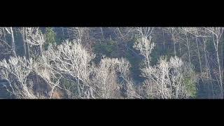 Ivory Billed Woodpecker in Flight [upl. by Yelsa133]