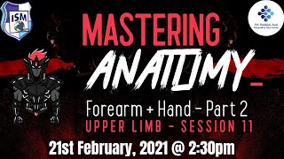 Mastering Anatomy  11  Forearm amp Hand  Part 2 [upl. by Itoyj]