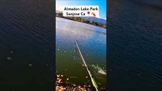 Fishing for bass at Almaden Lake Park fall time fishing bassfishing trendingshorts bayarea fyp [upl. by Uttica]