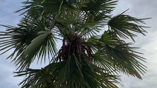 The 3 Most Coldhardy Palms in the World Growing at the National Air and Space Museum in DC [upl. by Gilemette]