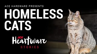 Homeless Cats  Ace Heartware Stories [upl. by Sharity]