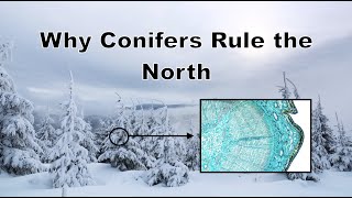 Why Do Conifers Rule the North [upl. by Asik565]