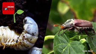 Junikäfer im Garten Schädlinge erkennen und einfach bekämpfen [upl. by Gnak]