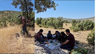 Harvesting wheat in agricultural land by Farideh Khanum and her family [upl. by Woolcott]