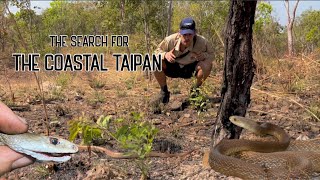 THE SEARCH FOR THE COASTAL TAIPAN Top End Ep 6 [upl. by Gauldin]