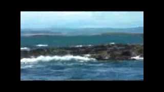 A Dreamy Farne Island Boat Trip [upl. by Annairdua]