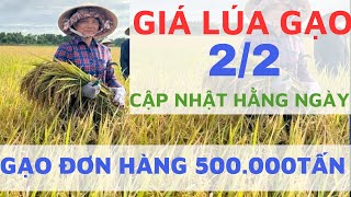 Giá lúa gạo hôm nay 222024 GIÁ GẠO CAO NHẢY MÚA HÀNG TẾT GIÁ LÚA GẠO NGÀY NAY [upl. by Enirehtakyram]