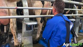 Milking 250 cows through a 40unit rotary parlour [upl. by Stryker]