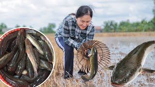 Catching snakehead fish goes to the market sell  Emma Daily Life [upl. by Abdulla179]